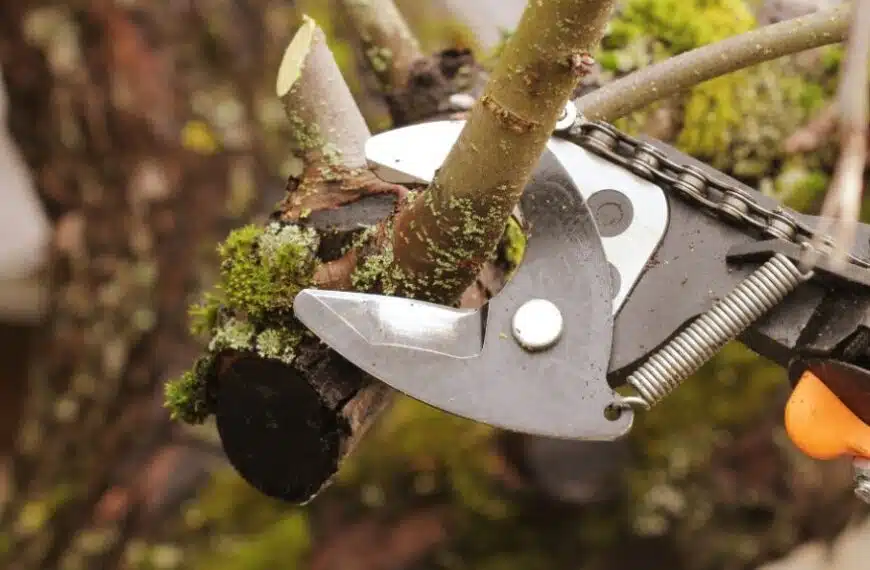4 consigli per potare gli alberi del tuo giardino a dicembre!