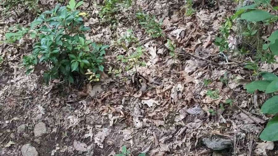 Illusione ottica: Le persone con occhi acuti possono individuare i serpenti nella foresta in 8 secondi