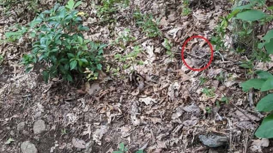 Illusione ottica: Le persone con occhi acuti possono individuare i serpenti nella foresta in 8 secondi