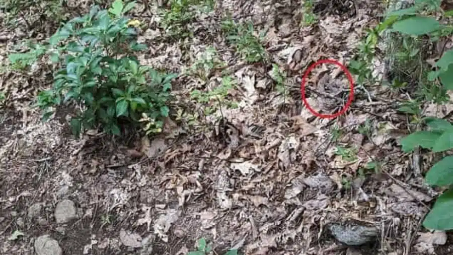 Illusione ottica: Le persone con occhi acuti possono individuare i serpenti nella foresta in 8 secondi