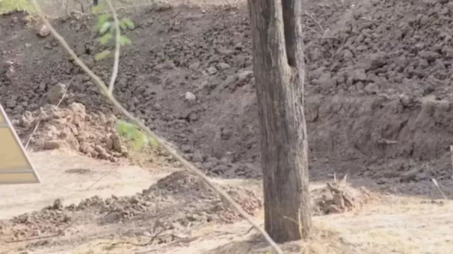 Illusione ottica a nascondino: Riesci a trovare il leopardo nascosto nell'immagine in 12 secondi?