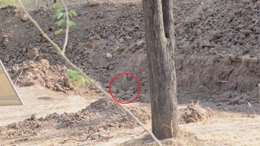 Illusione ottica a nascondino: Riesci a trovare il leopardo nascosto nell'immagine in 12 secondi?