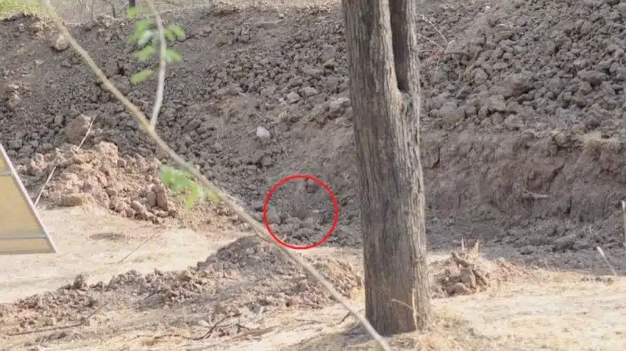 Illusione ottica a nascondino: Riesci a trovare il leopardo nascosto nell'immagine in 12 secondi?