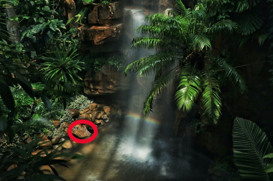 Illusione ottica, prova la tua vista: riesci a trovare il pesce pietra nascosto in 10 secondi?