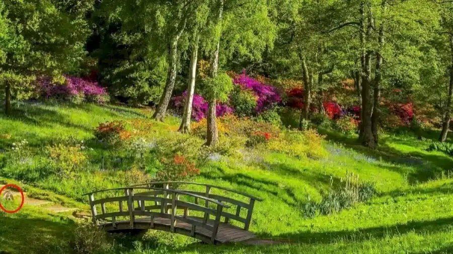 Illusione ottica: Riesci a individuare un cucciolo in questo giardino in 12 secondi?