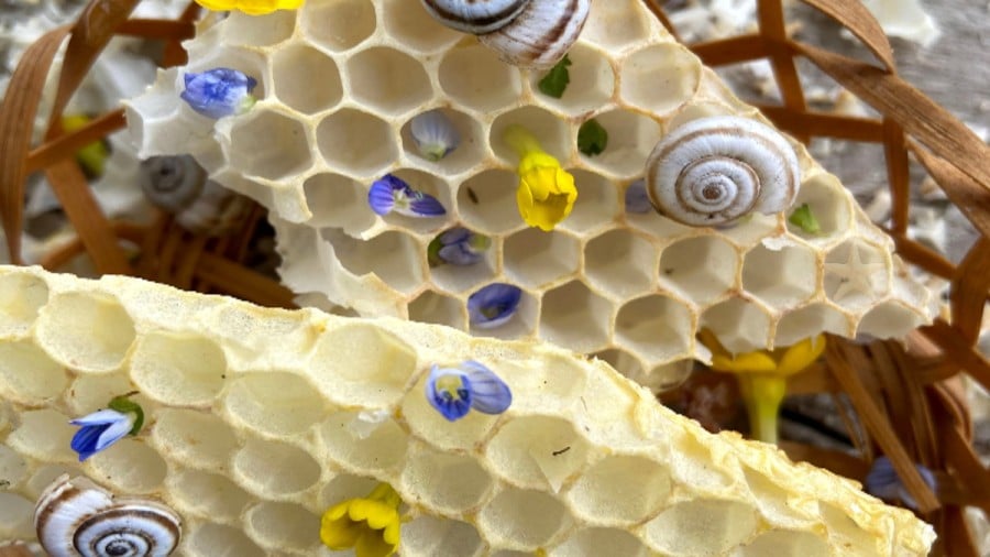 Illusione ottica: Riesci a trovare il pesce stella in 12 secondi per completare la sfida?