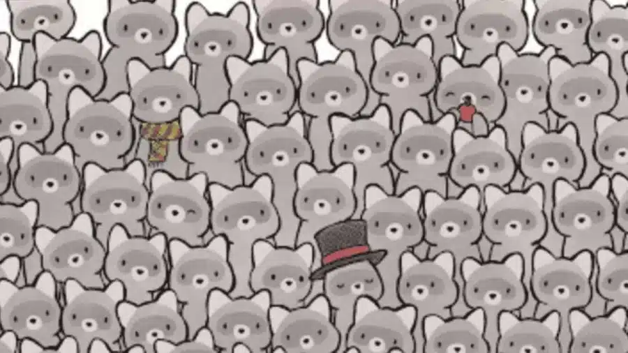 Illusione ottica: Solo un occhio d'aquila può individuare un gatto nascosto tra i procioni?