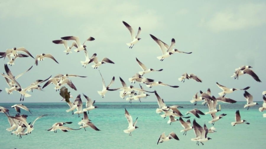 Illusione ottica: Trova l'aquila tra questi uccelli in 10 secondi