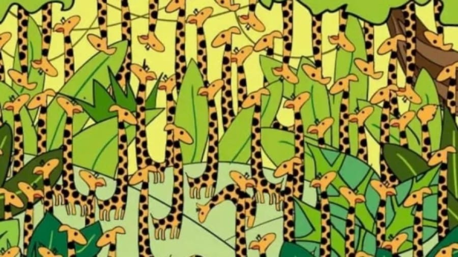 Illusione ottica del test del QI: Riesci a trovare il serpente tra le giraffe in 15 secondi?