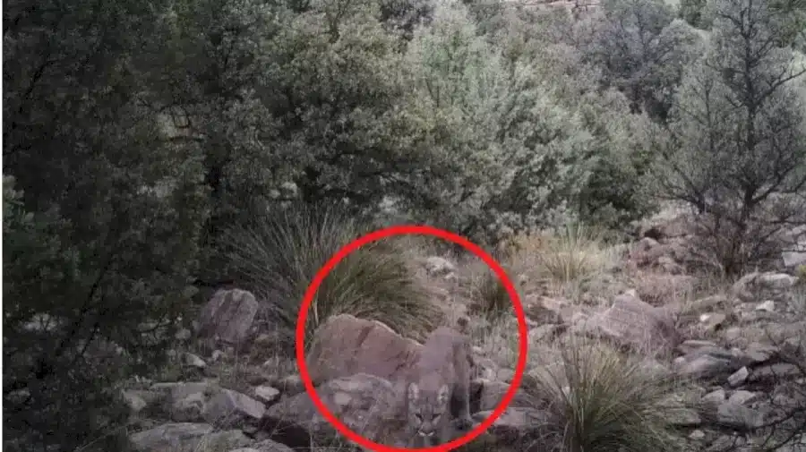 Riesci a riconoscere un leone di montagna predatore in 10 secondi? Illusioni ottiche Spiegazioni e soluzioni