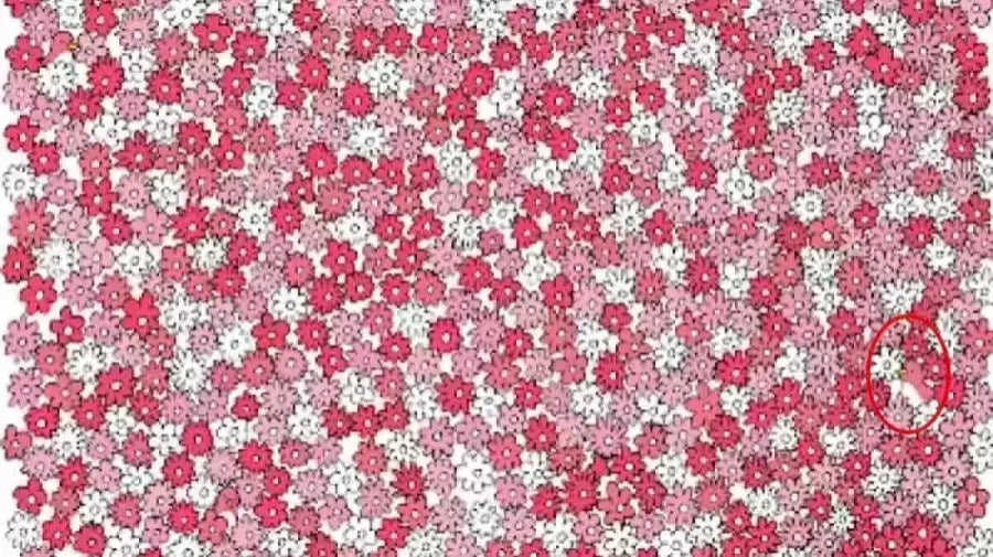 Riesci a trovare l'anatra tra i fiori in 10 secondi? Illusioni ottiche Spiegazioni e soluzioni