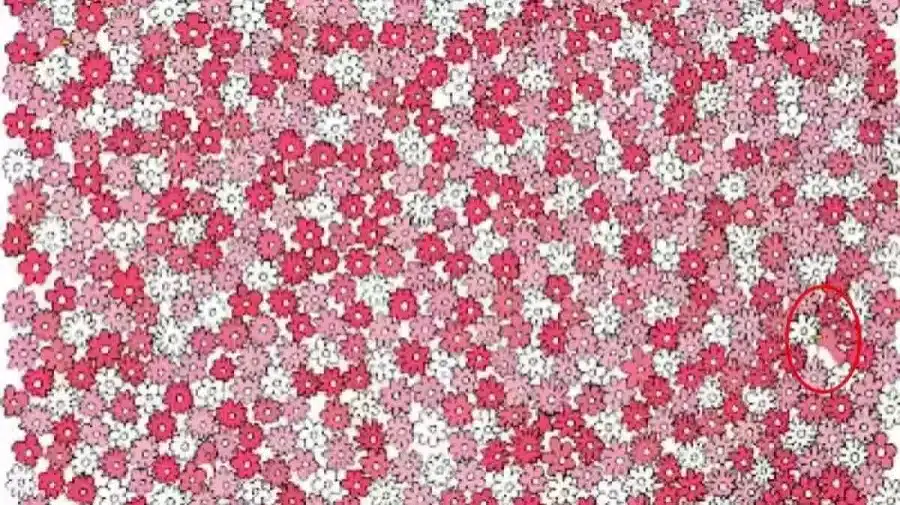 Riesci a trovare l'anatra tra i fiori in 10 secondi? Illusioni ottiche Spiegazioni e soluzioni