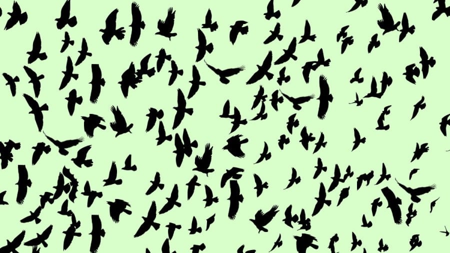 Test di capacità di osservazione: Riesci a trovare il pipistrello in 12 secondi?