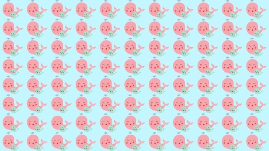 Test di osservazione: Riesci a individuare quale delfino è diverso in 10 secondi?