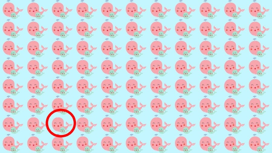 Test di osservazione: Riesci a individuare quale delfino è diverso in 10 secondi?