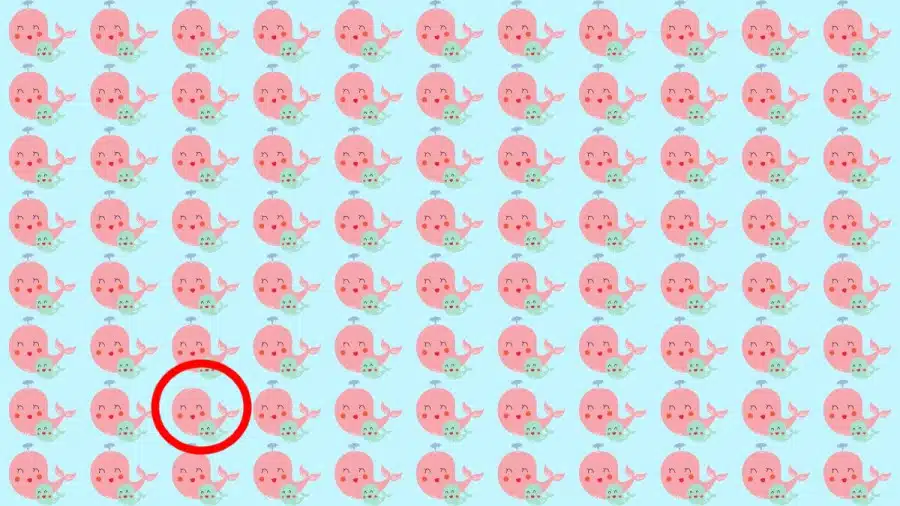 Test di osservazione: Riesci a individuare quale delfino è diverso in 10 secondi?