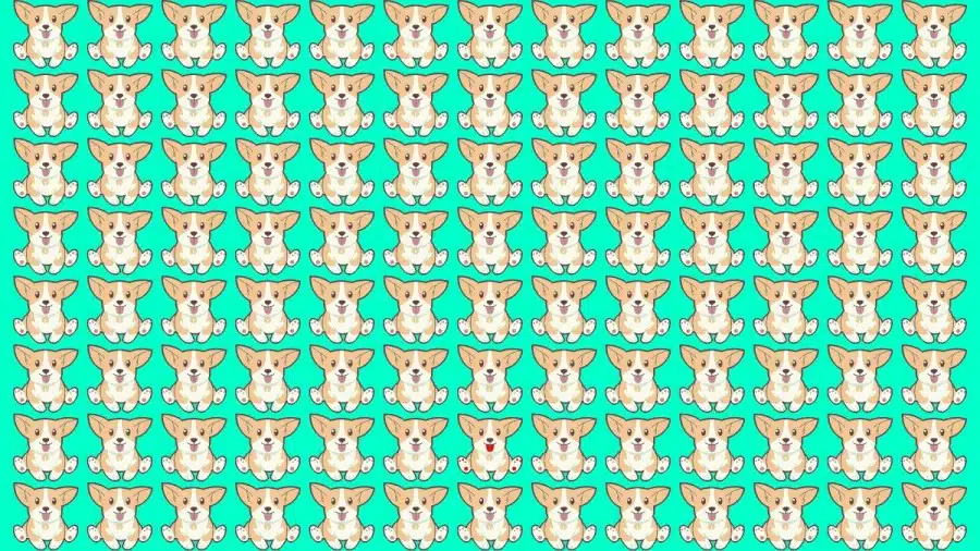 Test di osservazione: Riesci a individuare quale Corgi è diverso in 10 secondi?