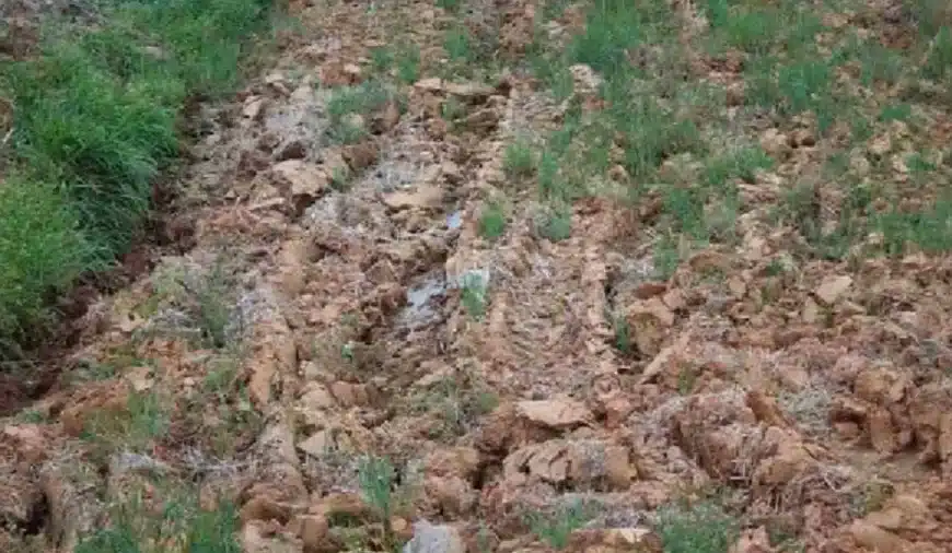 Test di capacità di osservazione: se avete gli occhi di un falco, trovate il gatto in 30 secondi.