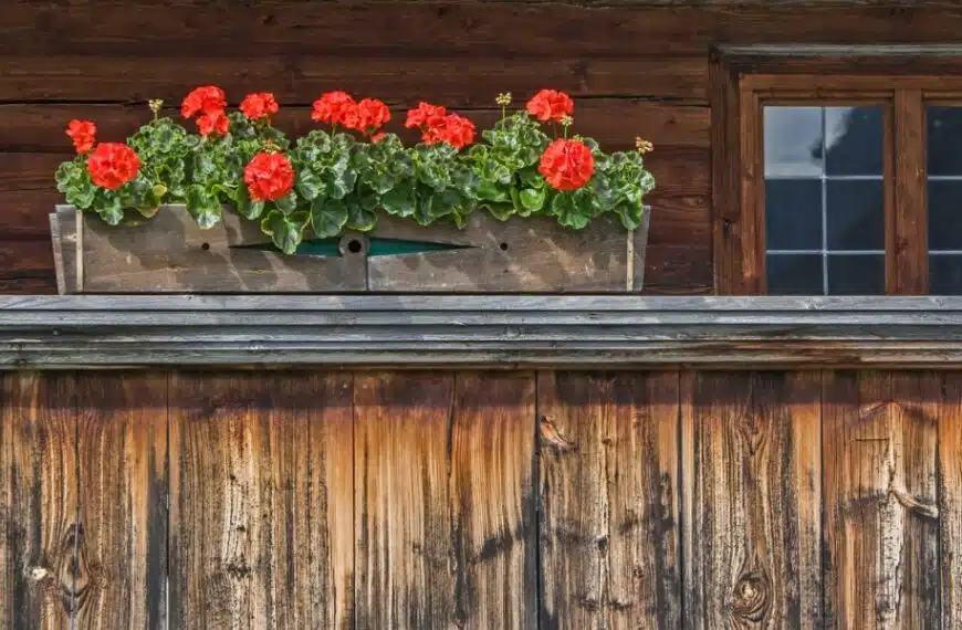 I nostri consigli per coltivare bellissimi gerani sul balcone!
