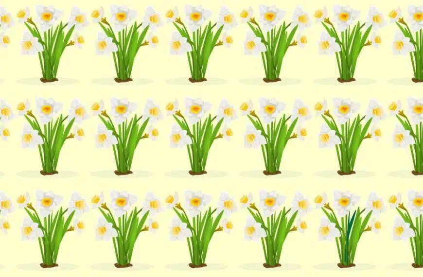 Indovinello visivo: quali sono i diversi fiori di narciso in questa immagine? Riuscite a trovarli in 15 secondi?
