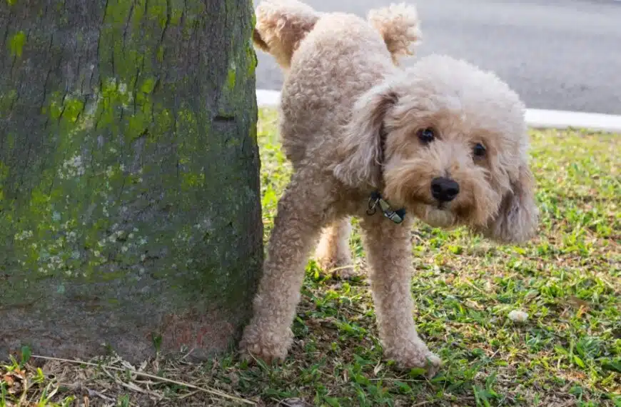 Scoprite i repellenti naturali per impedire ai cani di urinare davanti a casa vostra!