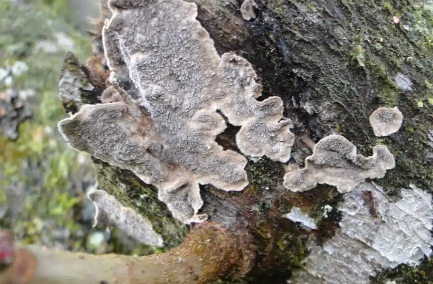 Come trattare i funghi sugli alberi da frutto?