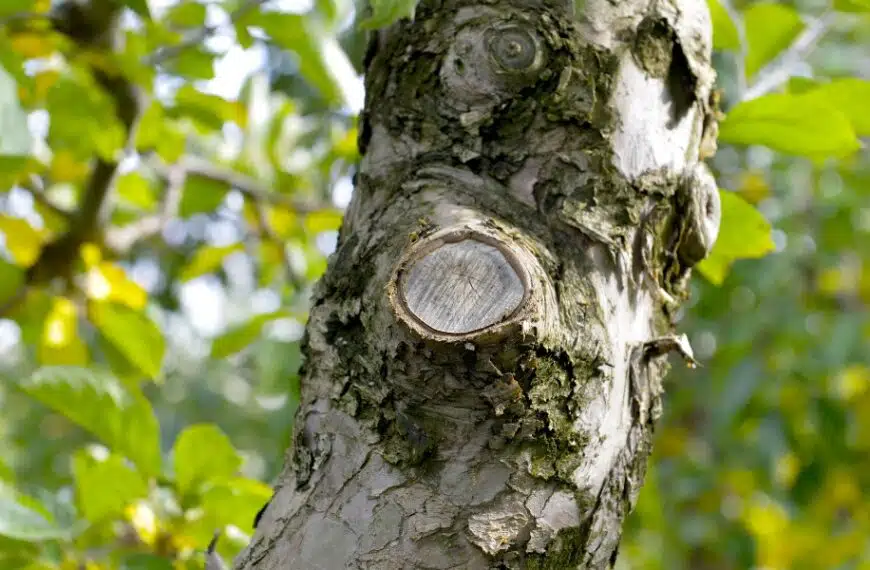 Come si cura un albero da frutto? Scopri i metodi infallibili secondo gli esperti