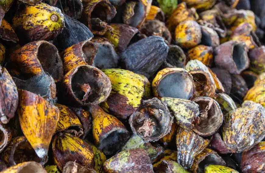 Come si possono utilizzare i gusci di cacao come pacciame fertilizzante in giardino?