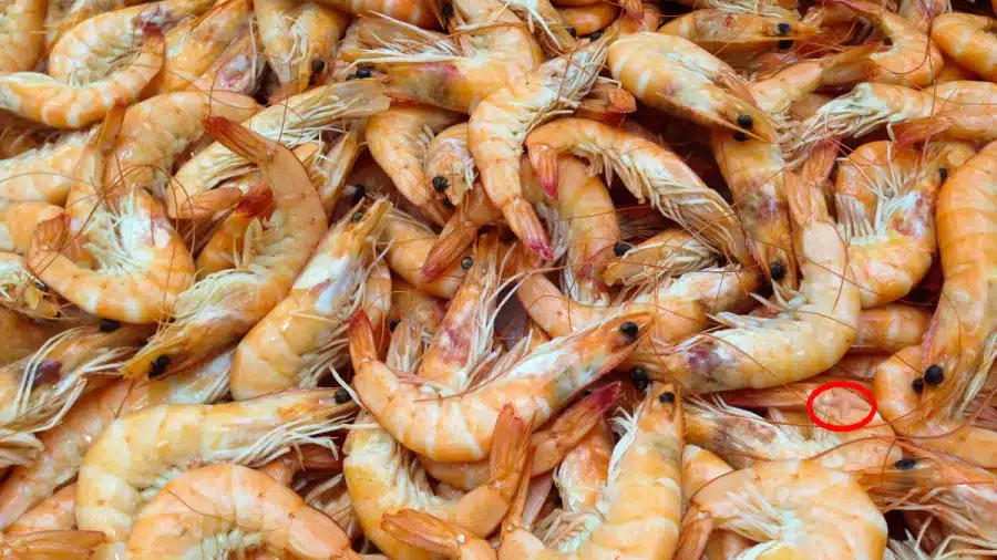 Illusione ottica: Riesci a trovare il pesce stella nascosto in 10 secondi?