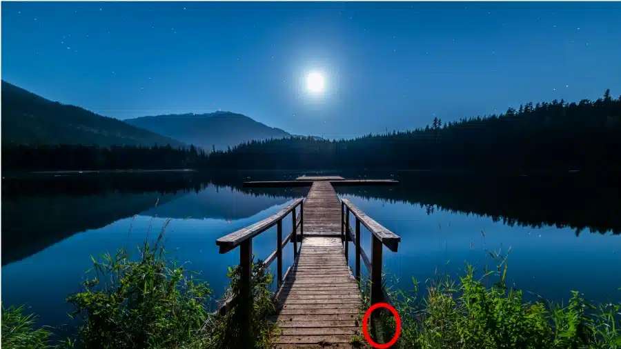 Illusione ottica: Usa la vista per trovare il bruco nascosto in questa immagine in 18 secondi