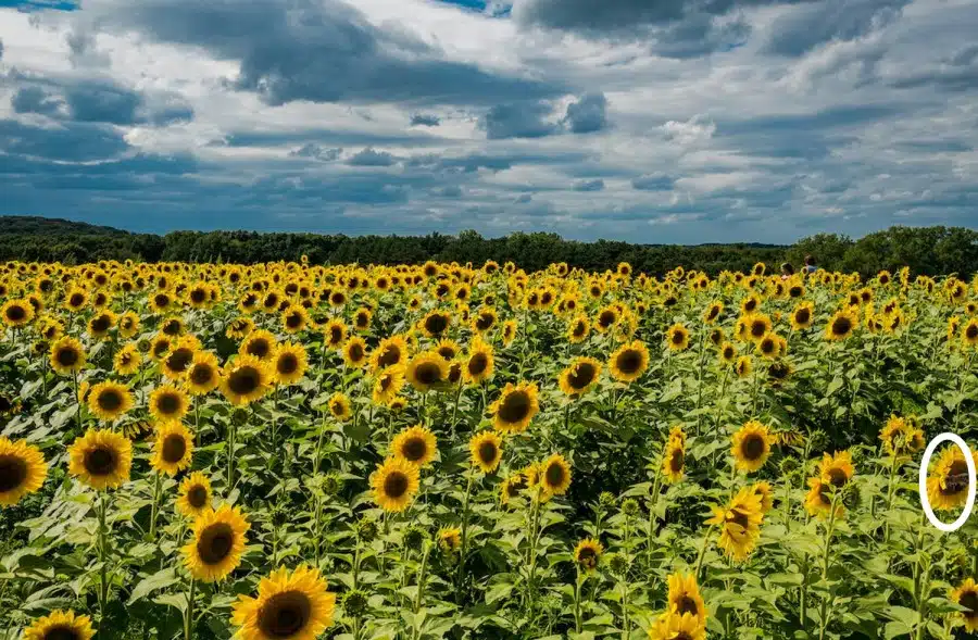 Sfida di illusione ottica: in 17 secondi, cerca di trovare l'ape in questo campo di girasoli