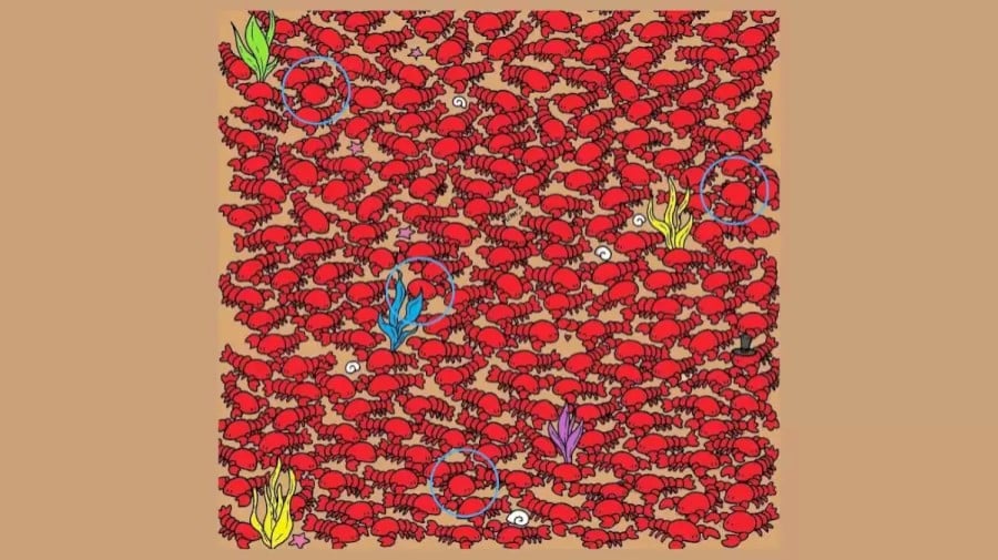 Ricerca per illusione ottica: Solo un occhio d'aquila può trovare quattro piccoli granchi nascosti tra le aragoste in 20 secondi