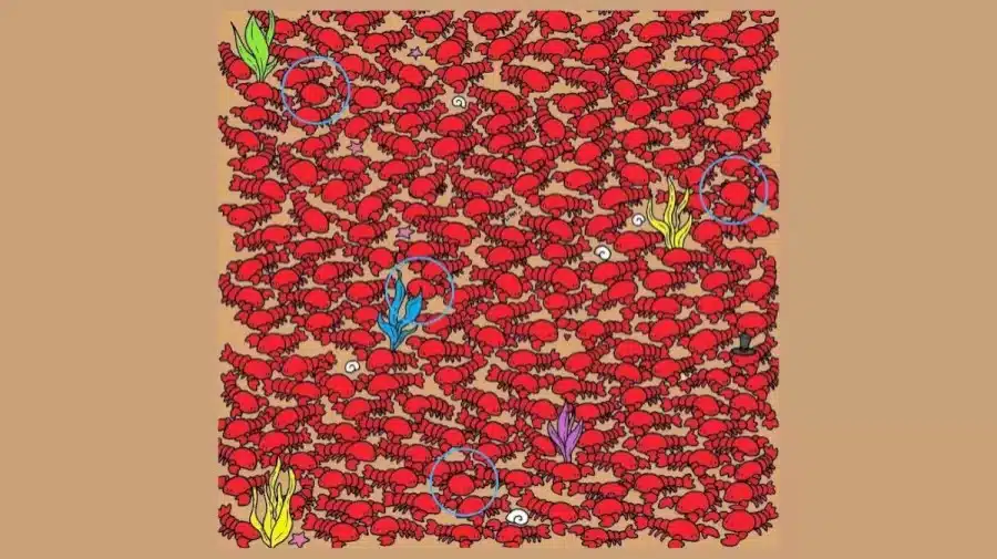 Ricerca per illusione ottica: Solo un occhio d'aquila può trovare quattro piccoli granchi nascosti tra le aragoste in 20 secondi