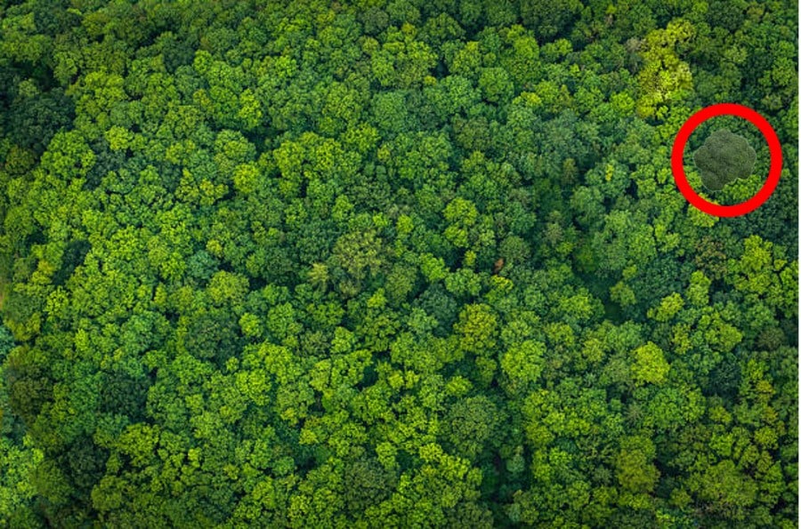 Illusione ottica: Riesci a trovare i broccoli nascosti in 10 secondi? Spiegazione e soluzione dell'illusione ottica Broccoli nascosti