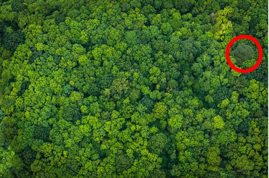 Illusione ottica: Riesci a trovare i broccoli nascosti in 10 secondi? Spiegazione e soluzione dell'illusione ottica Broccoli nascosti