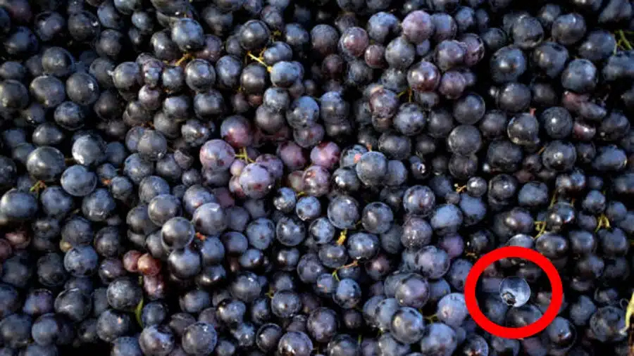 Illusione ottica: Riesci a trovare il mirtillo nascosto in 15 secondi? Illusione ottica del mirtillo nascosto Spiegazione e soluzione