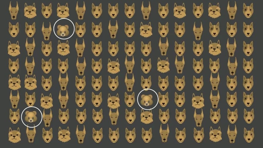 Illusione ottica: Riesci a individuare 3 orsi tra questi cani in 20 secondi? Solo poche persone ci riescono!