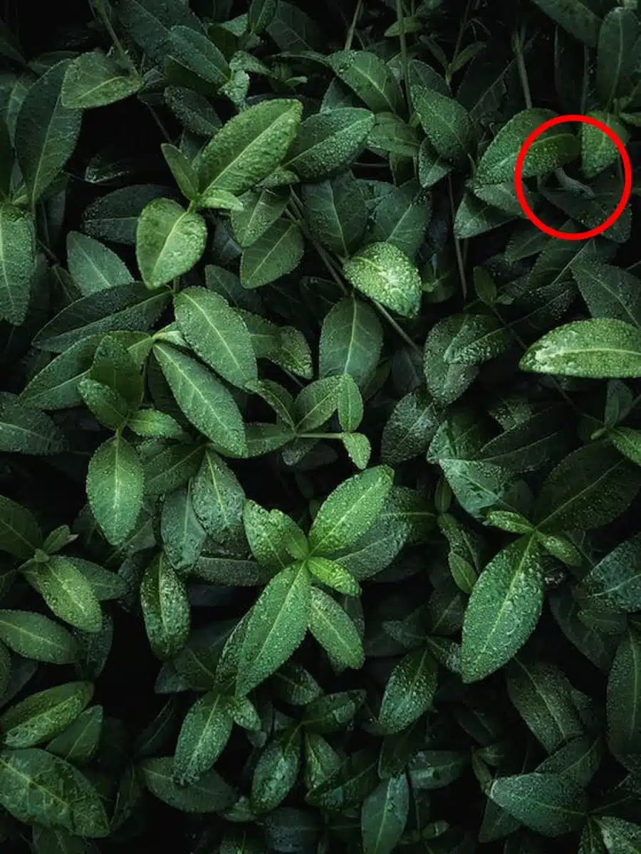 Illusione ottica: state lontani! Tra queste foglie si nascondono pericolosi mamba verdi. Riuscite a catturarli in 12 secondi?