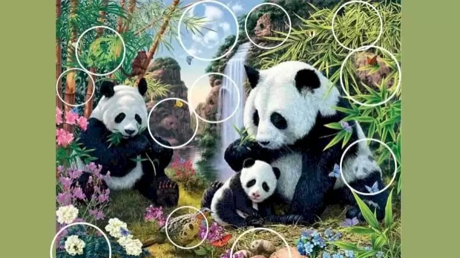 Ricerca Panda a illusione ottica: Solo il 20% delle persone riesce a trovare tutti i panda nascosti in 10 secondi?