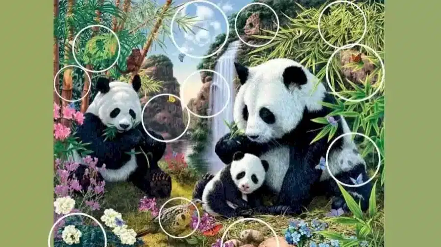 Ricerca Panda a illusione ottica: Solo il 20% delle persone riesce a trovare tutti i panda nascosti in 10 secondi?