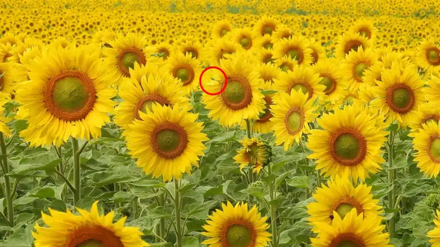 Test di visione con illusione ottica: Se hai la vista dell'aquila, puoi trovare la farfalla in questa foto in 15 secondi