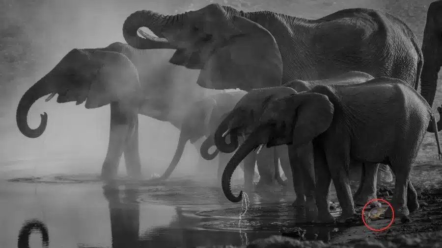 Illusione ottica: Riesci a individuare la foca tra questi elefanti in 10 secondi?