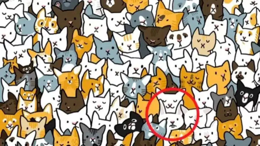 Riesci a trovare il coniglio tra i gatti in 12 secondi? Illusioni ottiche Spiegazioni e soluzioni