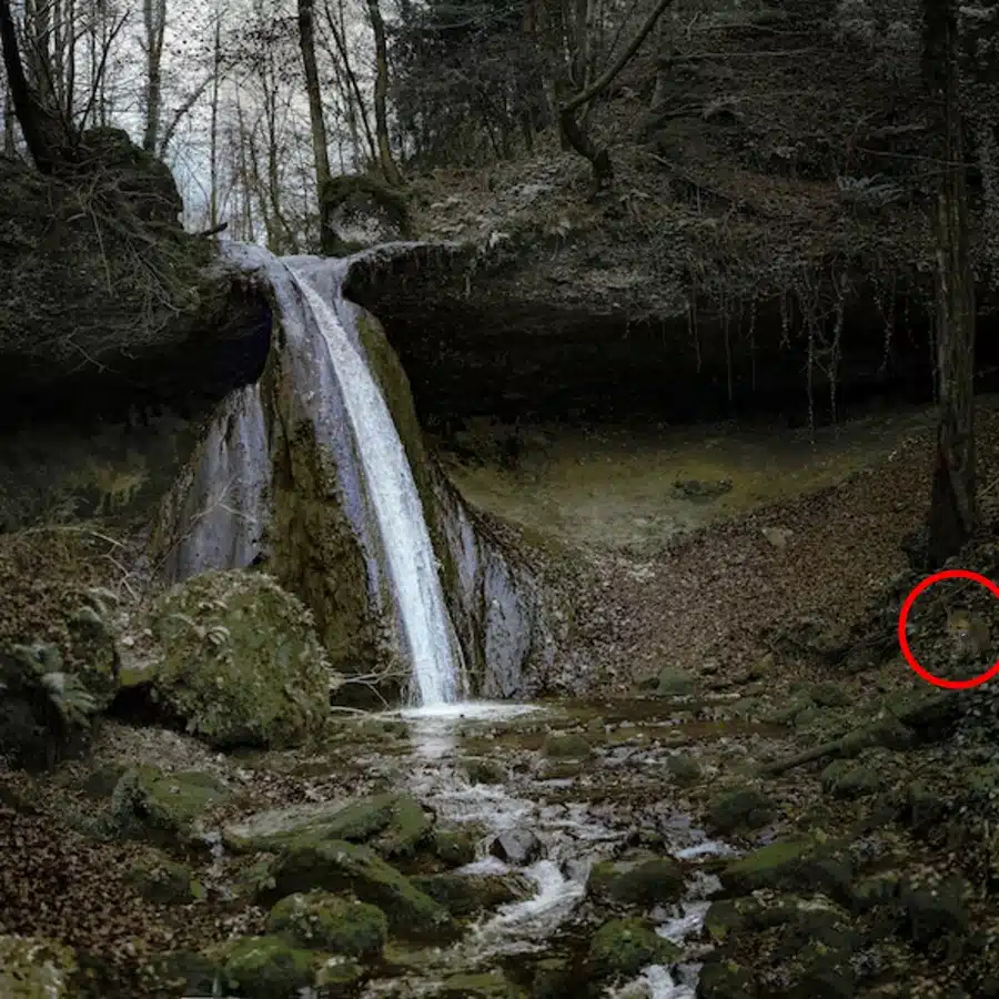 Illusione ottica: Riesci a trovare la volpe in questa immagine in 17 secondi?