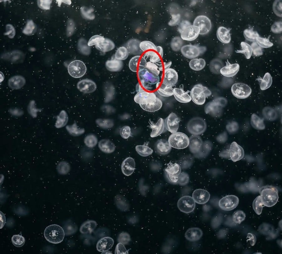 Test di visione con illusione ottica: Riesci a trovare il fungo tra le meduse in 10 secondi?