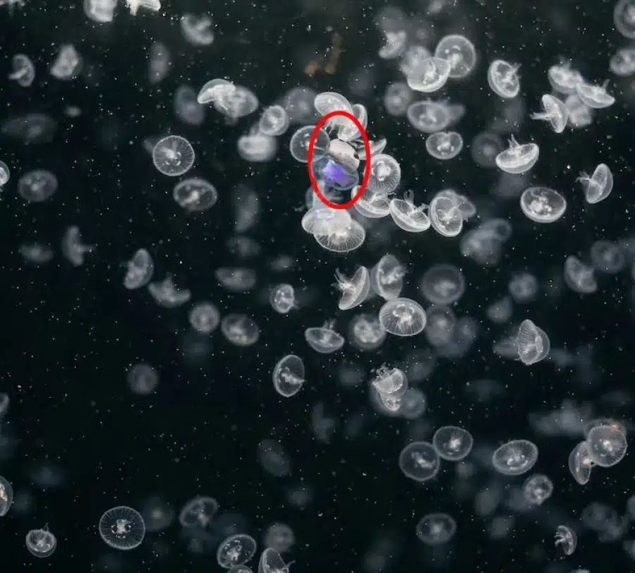 Test di visione con illusione ottica: Riesci a trovare il fungo tra le meduse in 10 secondi?