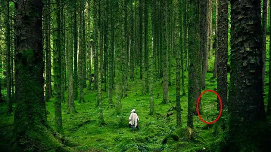 Illusione ottica: Se aveste occhi acuti, individuereste la Vipera verde in meno di 15 secondi?