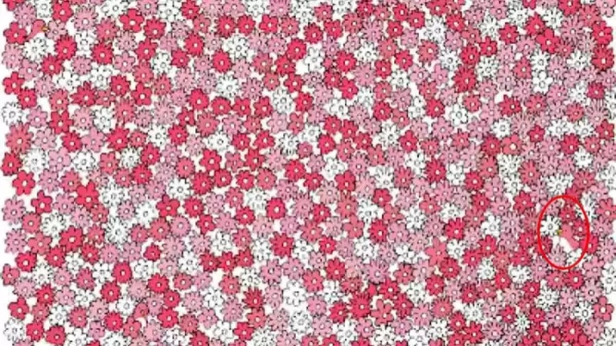 Riesci a trovare l'anatra tra i fiori in 15 secondi? Illusioni ottiche Spiegazioni e soluzioni