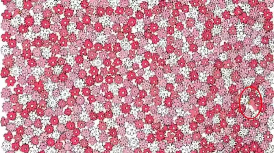 Riesci a trovare l'anatra tra i fiori in 15 secondi? Illusioni ottiche Spiegazioni e soluzioni