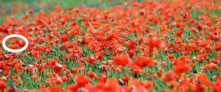 Illusione ottica di ricerca delle api: È molto difficile individuare un'ape tra tutti quei fiori. Volete provare?